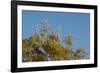 Flock of Bare-Eyed Cockatoos, Little Corellas (Cacatua Sanguinea) in Eucalyptus Trees at Purnululu-Anja Hennern-Framed Photographic Print