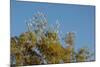 Flock of Bare-Eyed Cockatoos, Little Corellas (Cacatua Sanguinea) in Eucalyptus Trees at Purnululu-Anja Hennern-Mounted Photographic Print