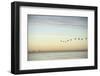 Flock of Birds Flying near Bridge-BMJ-Framed Photographic Print