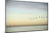 Flock of Birds Flying near Bridge-BMJ-Mounted Photographic Print