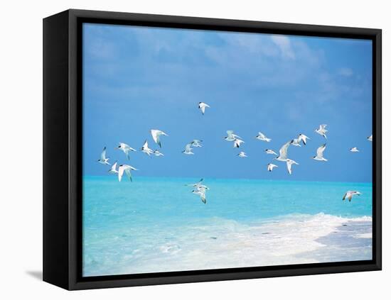 Flock of Birds Migrating Over Seascape-null-Framed Stretched Canvas