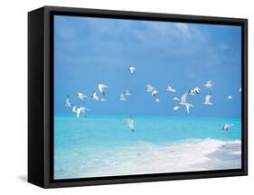 Flock of Birds Migrating Over Seascape-null-Framed Stretched Canvas