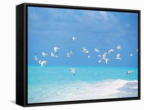 Flock of Birds Migrating Over Seascape-null-Framed Stretched Canvas