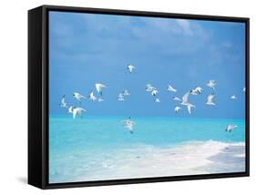 Flock of Birds Migrating Over Seascape-null-Framed Stretched Canvas