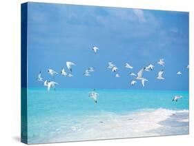 Flock of Birds Migrating Over Seascape-null-Stretched Canvas