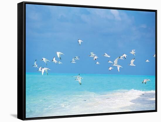 Flock of Birds Migrating Over Seascape-null-Framed Stretched Canvas