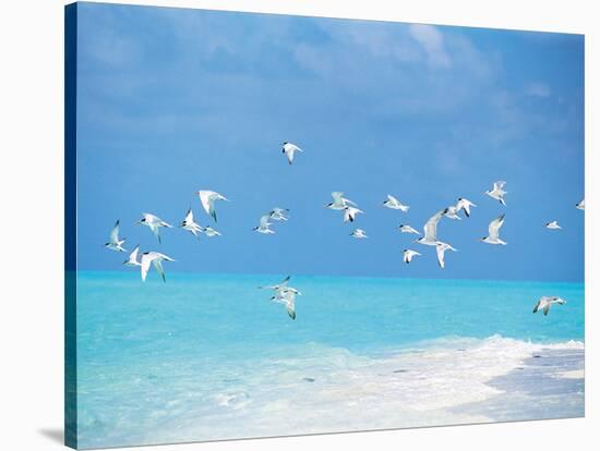 Flock of Birds Migrating Over Seascape-null-Stretched Canvas