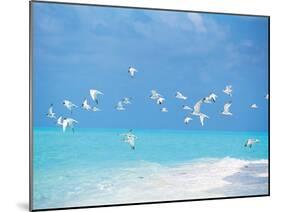 Flock of Birds Migrating Over Seascape-null-Mounted Photographic Print