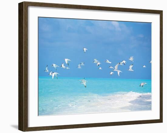 Flock of Birds Migrating Over Seascape-null-Framed Photographic Print