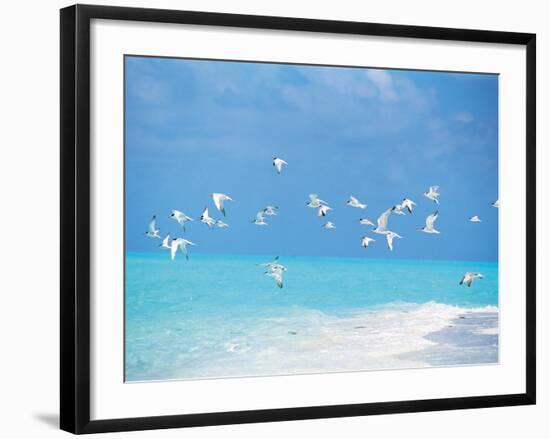 Flock of Birds Migrating Over Seascape-null-Framed Photographic Print