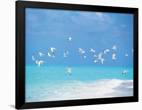 Flock of Birds Migrating Over Seascape-null-Framed Photographic Print