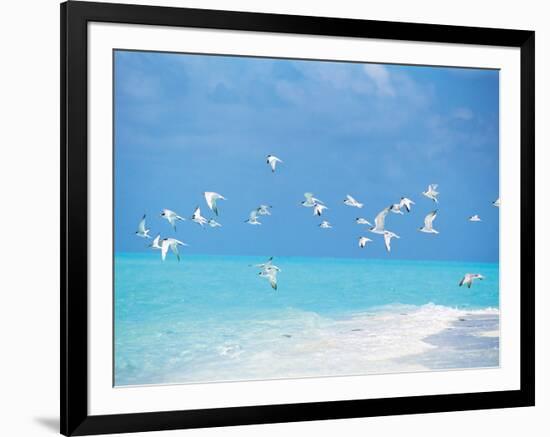 Flock of Birds Migrating Over Seascape-null-Framed Photographic Print