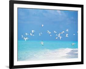 Flock of Birds Migrating Over Seascape-null-Framed Photographic Print