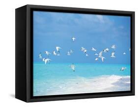 Flock of Birds Migrating Over Seascape-null-Framed Stretched Canvas