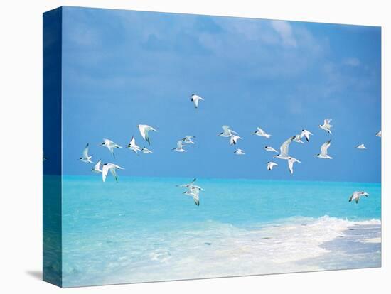 Flock of Birds Migrating Over Seascape-null-Stretched Canvas