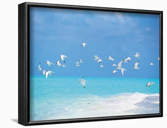 Flock of Birds Migrating Over Seascape-null-Framed Photographic Print