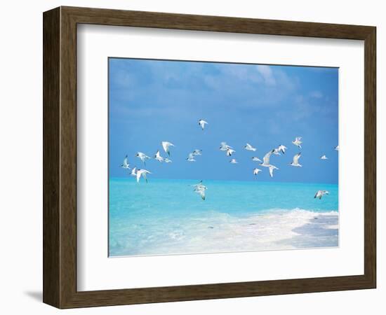 Flock of Birds Migrating Over Seascape-null-Framed Photographic Print