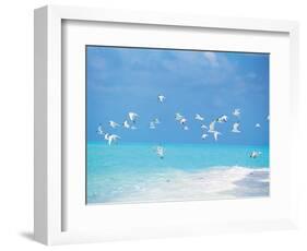 Flock of Birds Migrating Over Seascape-null-Framed Photographic Print