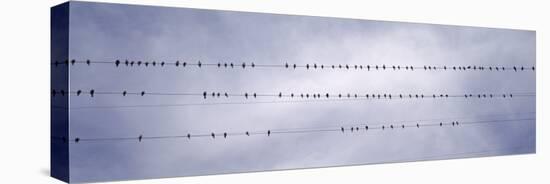 Flock of Birds Sitting on Power Line, California, USA-null-Stretched Canvas