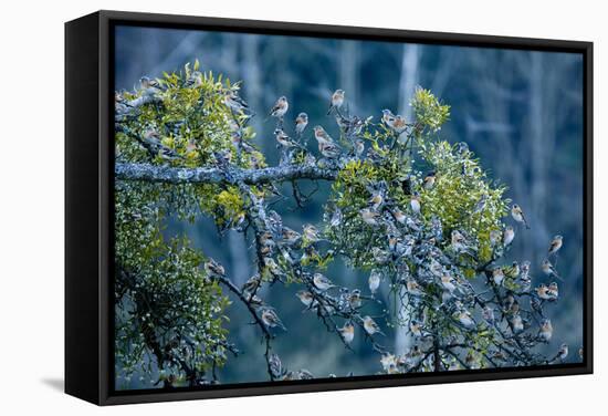 Flock of Bramblings Perched in Tree with Mistletoe, Lödersdorf, Austria, February-Novák-Framed Stretched Canvas