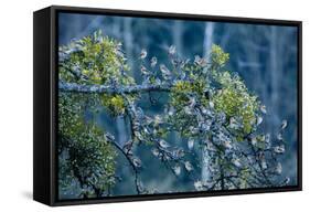 Flock of Bramblings Perched in Tree with Mistletoe, Lödersdorf, Austria, February-Novák-Framed Stretched Canvas