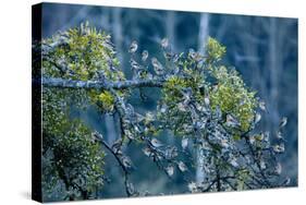 Flock of Bramblings Perched in Tree with Mistletoe, Lödersdorf, Austria, February-Novák-Stretched Canvas