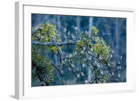 Flock of Bramblings Perched in Tree with Mistletoe, Lödersdorf, Austria, February-Novák-Framed Photographic Print