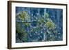 Flock of Bramblings Perched in Tree with Mistletoe, Lödersdorf, Austria, February-Novák-Framed Photographic Print