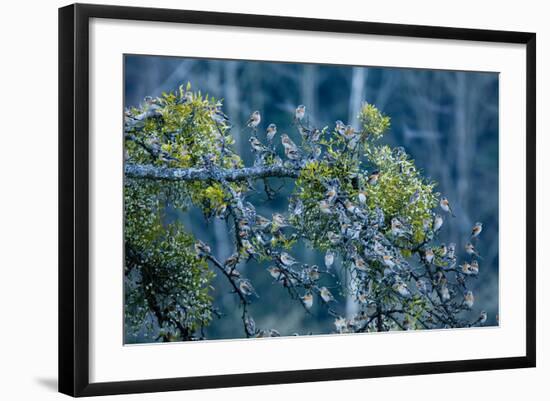 Flock of Bramblings Perched in Tree with Mistletoe, Lödersdorf, Austria, February-Novák-Framed Photographic Print