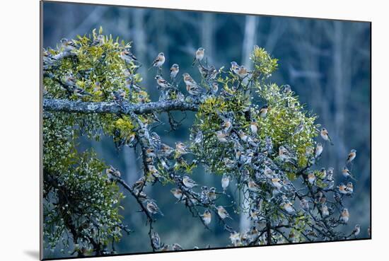 Flock of Bramblings Perched in Tree with Mistletoe, Lödersdorf, Austria, February-Novák-Mounted Photographic Print