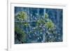 Flock of Bramblings Perched in Tree with Mistletoe, Lödersdorf, Austria, February-Novák-Framed Photographic Print