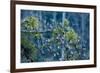 Flock of Bramblings Perched in Tree with Mistletoe, Lödersdorf, Austria, February-Novák-Framed Photographic Print