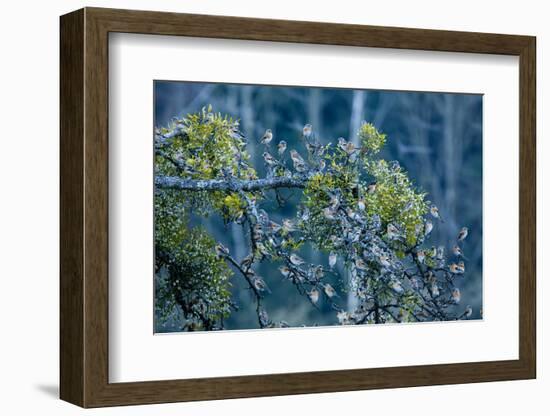 Flock of Bramblings Perched in Tree with Mistletoe, Lödersdorf, Austria, February-Novák-Framed Photographic Print