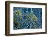 Flock of Bramblings Perched in Tree with Mistletoe, Lödersdorf, Austria, February-Novák-Framed Photographic Print