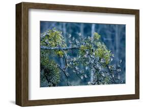 Flock of Bramblings Perched in Tree with Mistletoe, Lödersdorf, Austria, February-Novák-Framed Photographic Print