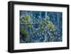 Flock of Bramblings Perched in Tree with Mistletoe, Lödersdorf, Austria, February-Novák-Framed Photographic Print