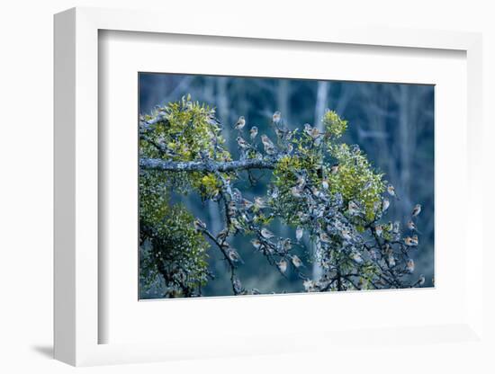 Flock of Bramblings Perched in Tree with Mistletoe, Lödersdorf, Austria, February-Novák-Framed Photographic Print