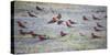 Flock of Carmine Bee Eater Birds on Ground Nesting, Botswana, Africa-Sheila Haddad-Stretched Canvas