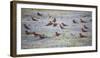 Flock of Carmine Bee Eater Birds on Ground Nesting, Botswana, Africa-Sheila Haddad-Framed Photographic Print