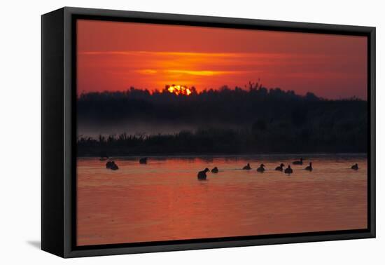 Flock of Coot (Fulica Atra) on Lake at Sunset, Pusztaszer, Hungary, May 2008-Varesvuo-Framed Stretched Canvas