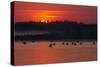 Flock of Coot (Fulica Atra) on Lake at Sunset, Pusztaszer, Hungary, May 2008-Varesvuo-Stretched Canvas