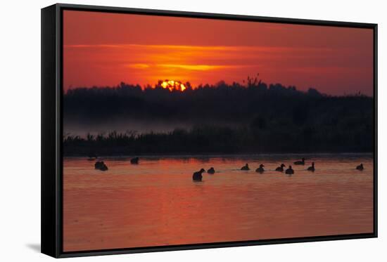 Flock of Coot (Fulica Atra) on Lake at Sunset, Pusztaszer, Hungary, May 2008-Varesvuo-Framed Stretched Canvas