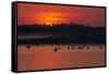 Flock of Coot (Fulica Atra) on Lake at Sunset, Pusztaszer, Hungary, May 2008-Varesvuo-Framed Stretched Canvas