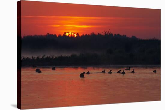 Flock of Coot (Fulica Atra) on Lake at Sunset, Pusztaszer, Hungary, May 2008-Varesvuo-Stretched Canvas