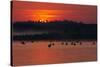 Flock of Coot (Fulica Atra) on Lake at Sunset, Pusztaszer, Hungary, May 2008-Varesvuo-Stretched Canvas