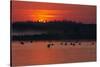 Flock of Coot (Fulica Atra) on Lake at Sunset, Pusztaszer, Hungary, May 2008-Varesvuo-Stretched Canvas