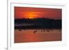 Flock of Coot (Fulica Atra) on Lake at Sunset, Pusztaszer, Hungary, May 2008-Varesvuo-Framed Photographic Print