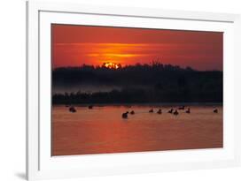 Flock of Coot (Fulica Atra) on Lake at Sunset, Pusztaszer, Hungary, May 2008-Varesvuo-Framed Photographic Print