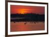 Flock of Coot (Fulica Atra) on Lake at Sunset, Pusztaszer, Hungary, May 2008-Varesvuo-Framed Photographic Print