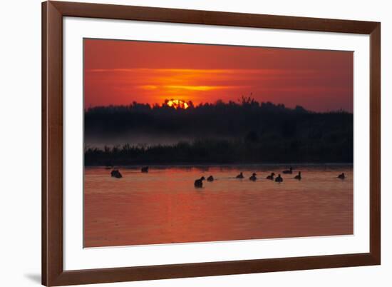 Flock of Coot (Fulica Atra) on Lake at Sunset, Pusztaszer, Hungary, May 2008-Varesvuo-Framed Photographic Print